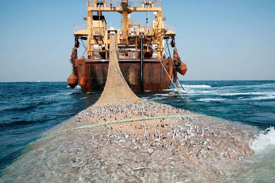 A commercial fishing boat pulling an enormous net filled with fish to the surface