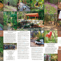 Infographic map of the Jacksonville Woodlands Trail system, featuring detailed trail routes, native wildlife, and local wildflowers with educational information